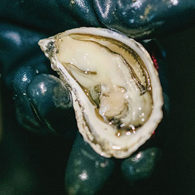 A shellfish company gets into the weeds