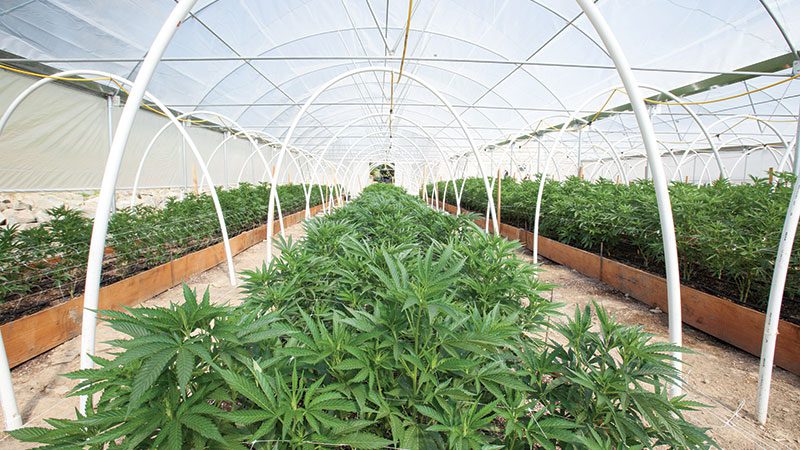 Marijuana greenhouse