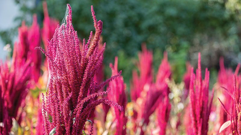 Quinoa growing in field