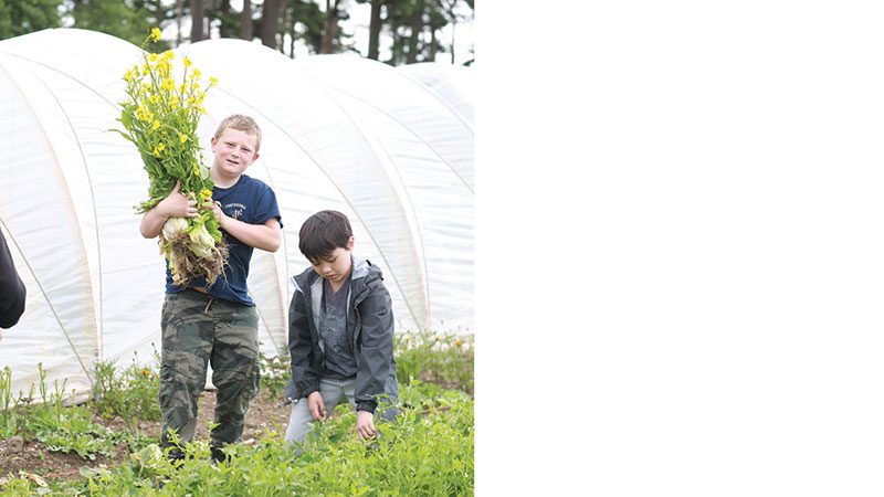 students harvesting greens