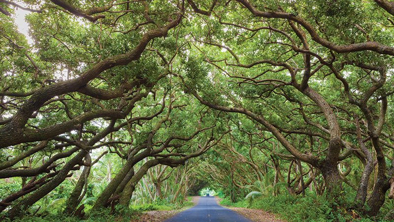 tree canopy