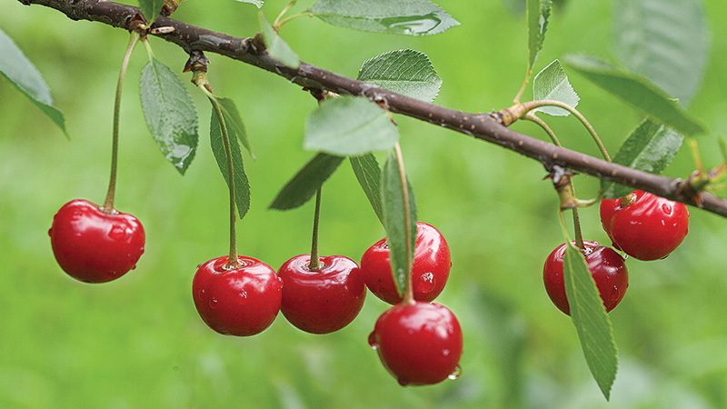 tart cherries